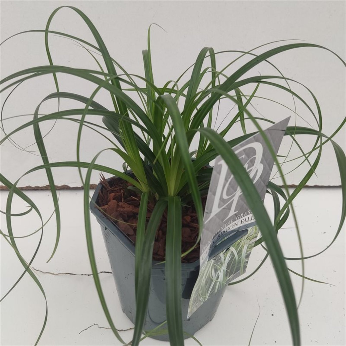 Starr – Carex 'Ribbon Falls' - C2
